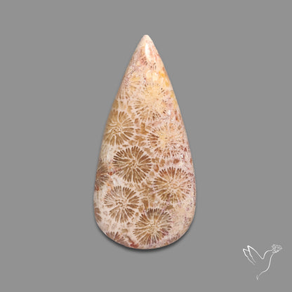 Fossil Coral Cabochon