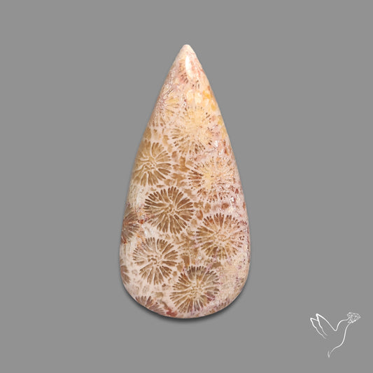 Fossil Coral Cabochon