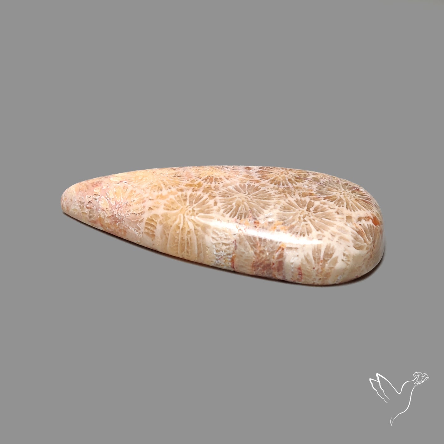 Fossil Coral Cabochon