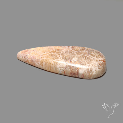 Fossil Coral Cabochon
