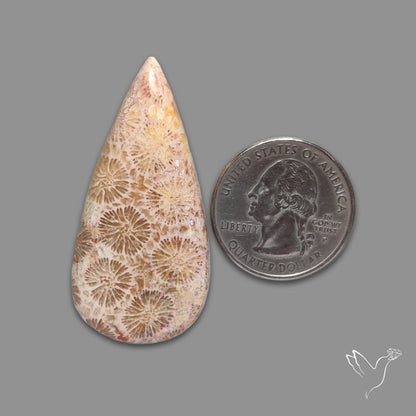 Fossil Coral Cabochon