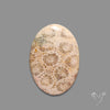 Fossil Coral Cabochon