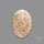 Fossil Coral Cabochon