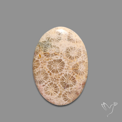 Fossil Coral Cabochon