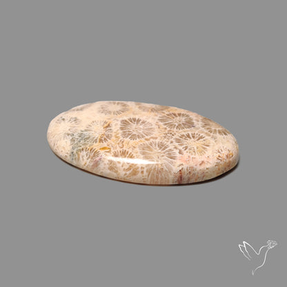 Fossil Coral Cabochon
