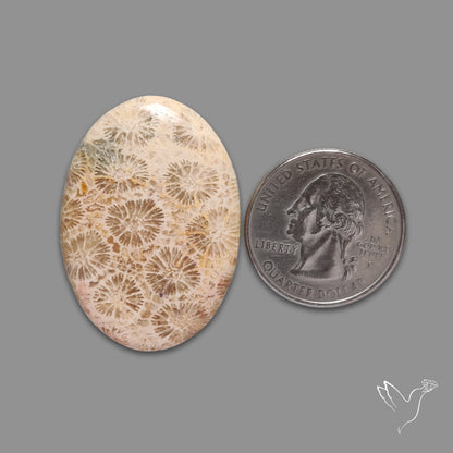 Fossil Coral Cabochon