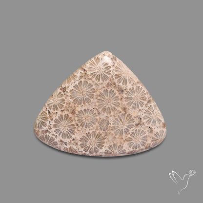Fossil Coral Cabochon