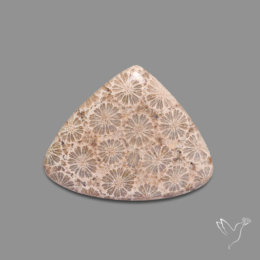 Fossil Coral Cabochon