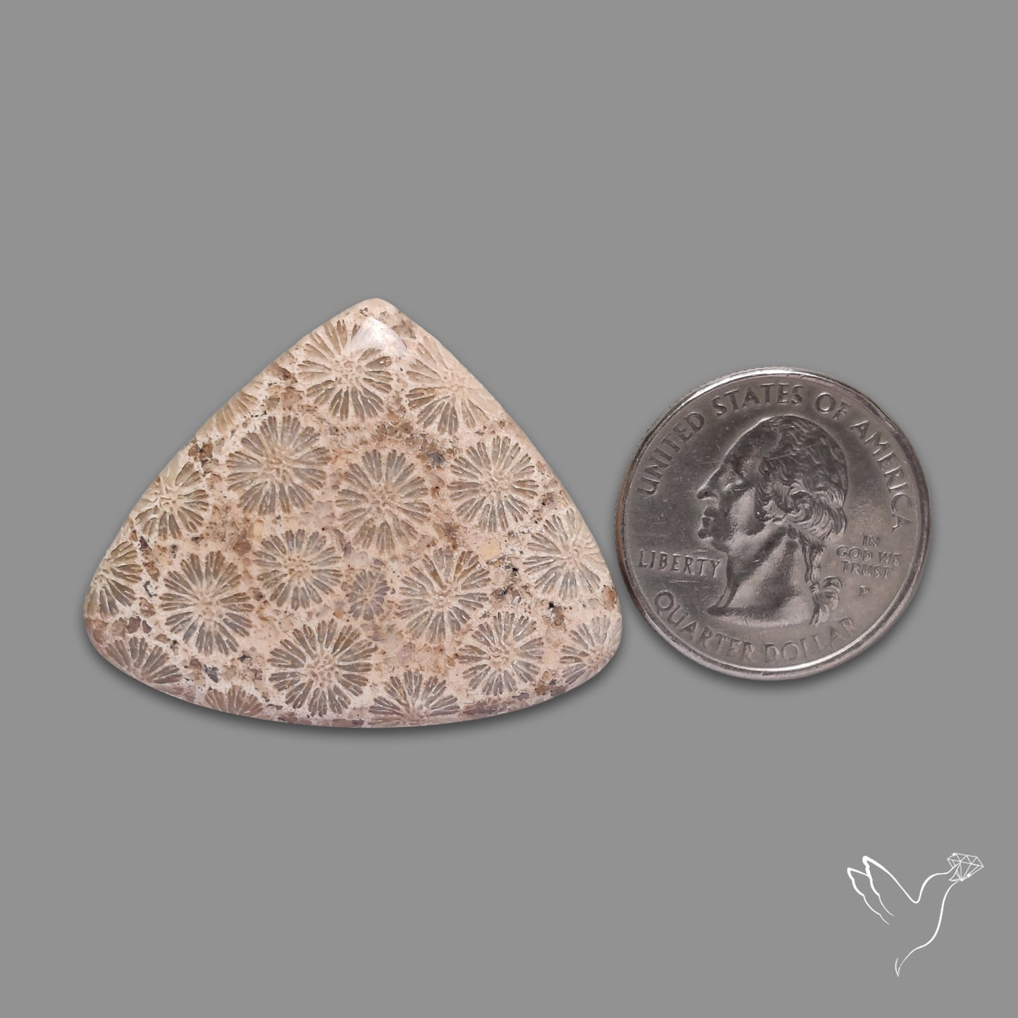 Fossil Coral Cabochon