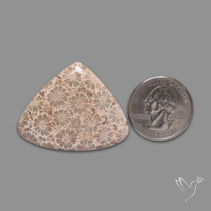 Fossil Coral Cabochon