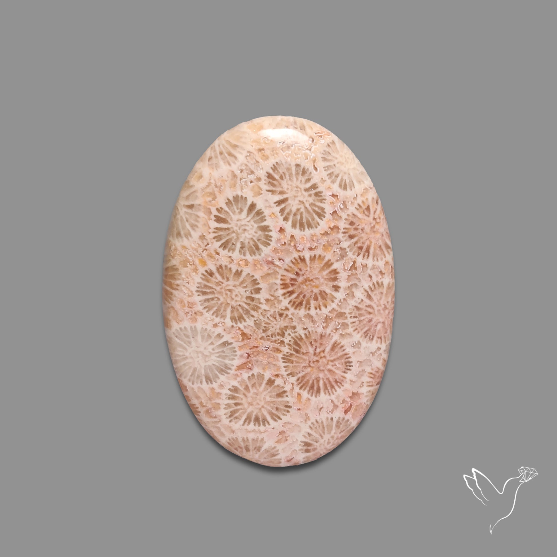 Fossil Coral Cabochon