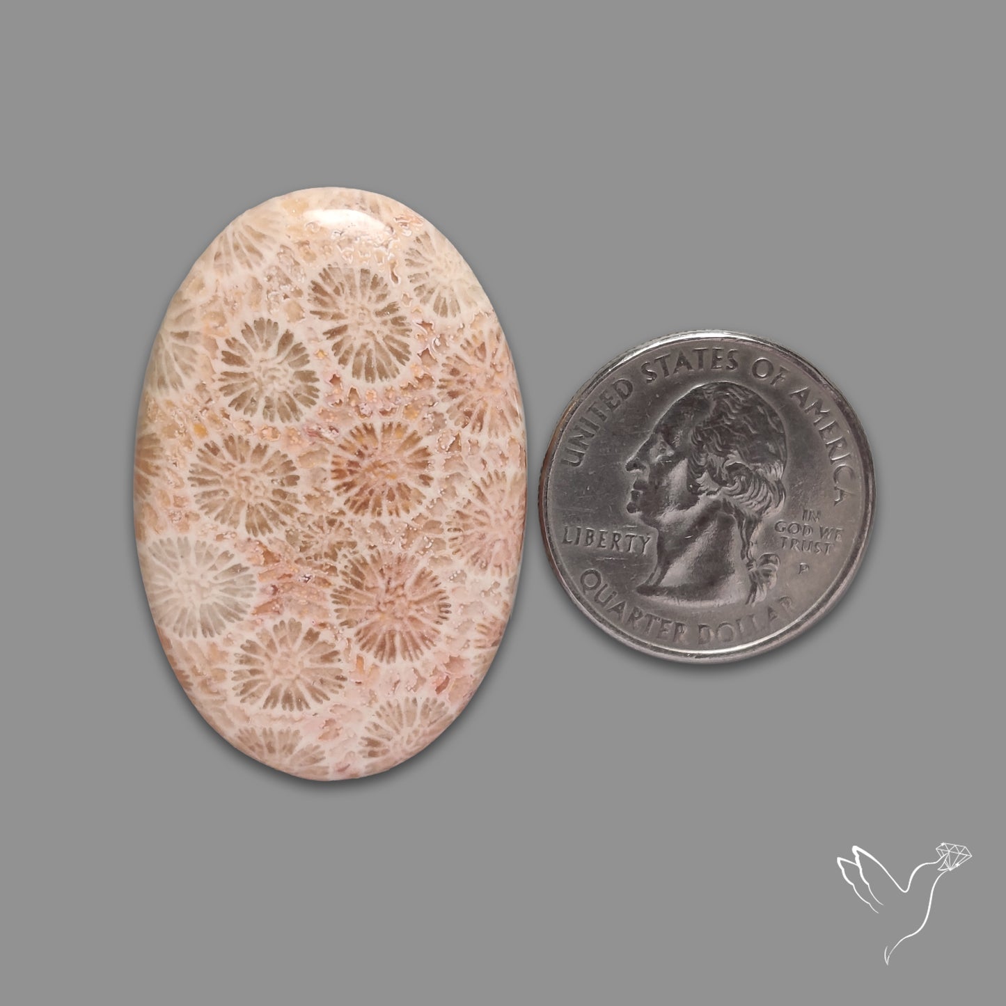 Fossil Coral Cabochon