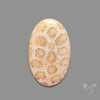 Fossil Coral Cabochon