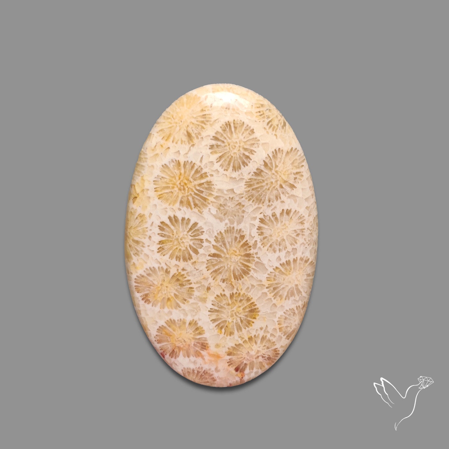 Fossil Coral Cabochon