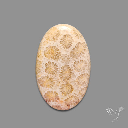 Fossil Coral Cabochon