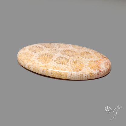 Fossil Coral Cabochon