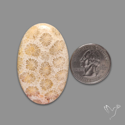 Fossil Coral Cabochon