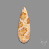 Fossil Coral Cabochon