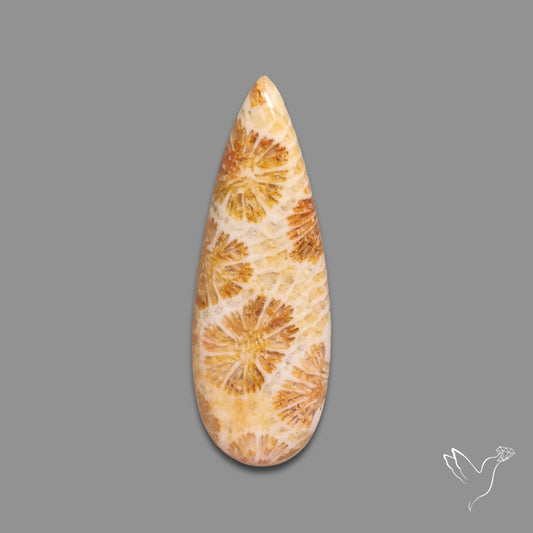 Fossil Coral Cabochon
