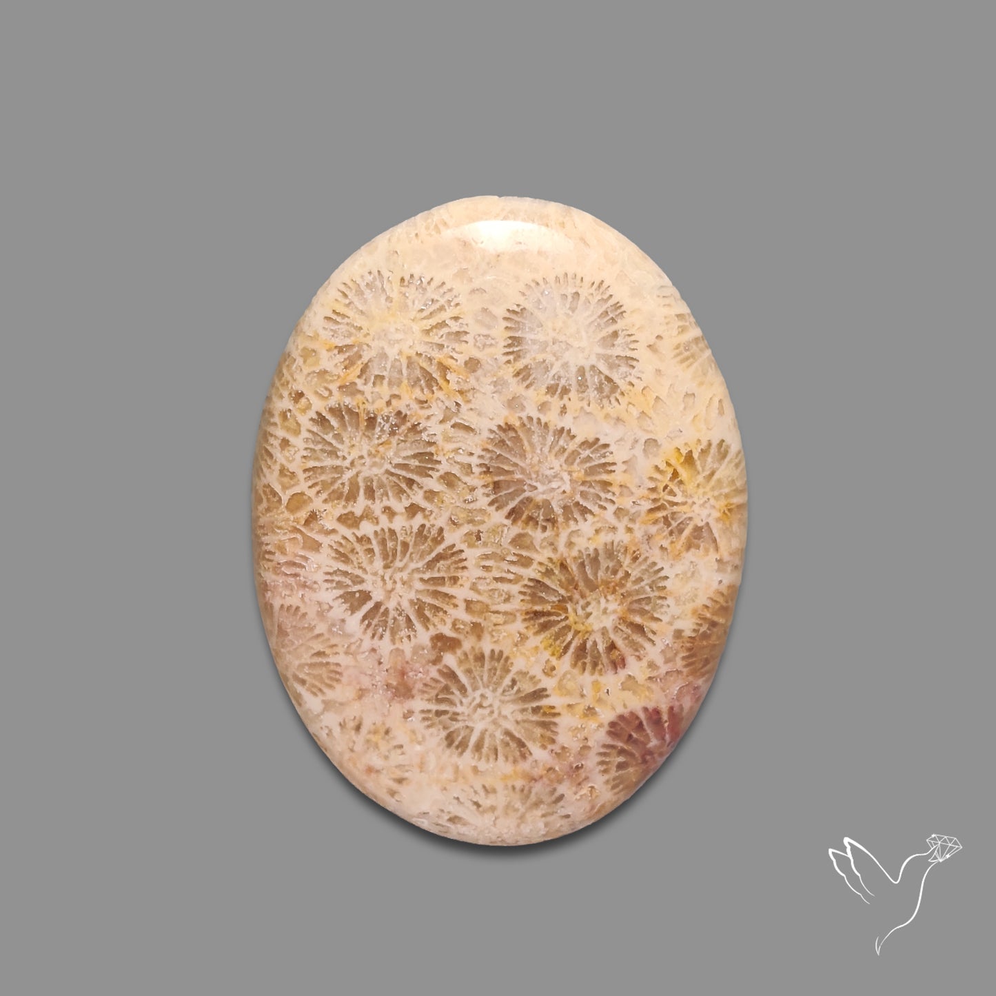 Fossil Coral Cabochon