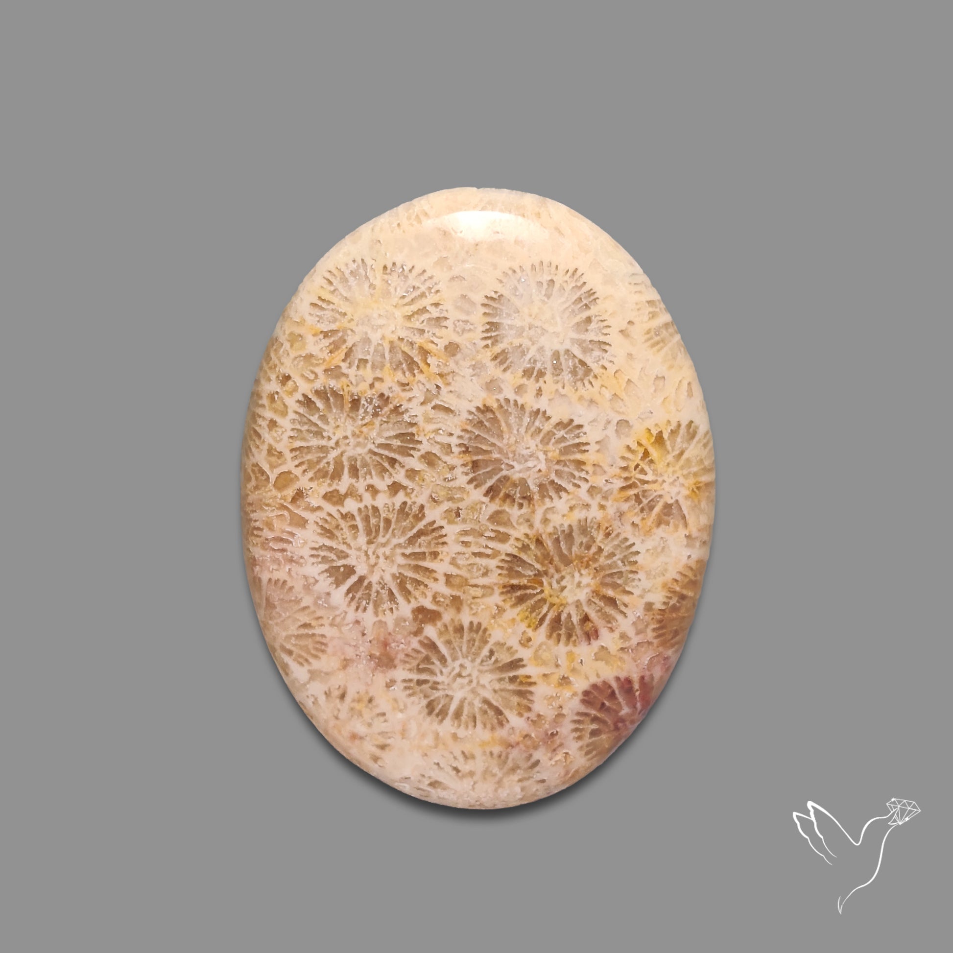 Fossil Coral Cabochon