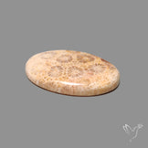 Fossil Coral Cabochon