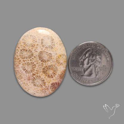 Fossil Coral Cabochon