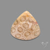 Fossil Coral Cabochon