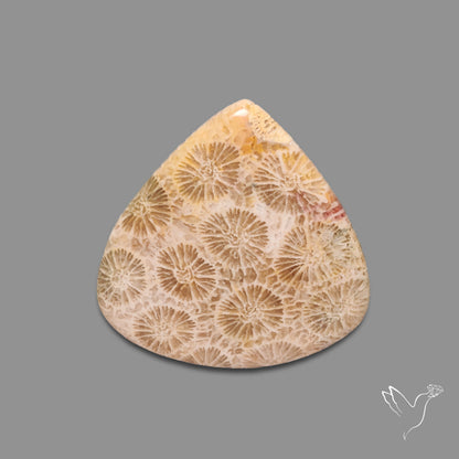 Fossil Coral Cabochon