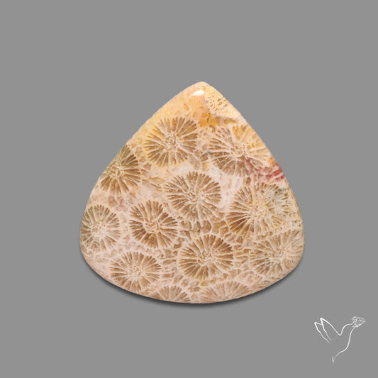 Fossil Coral Cabochon