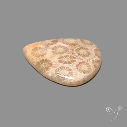 Fossil Coral Cabochon