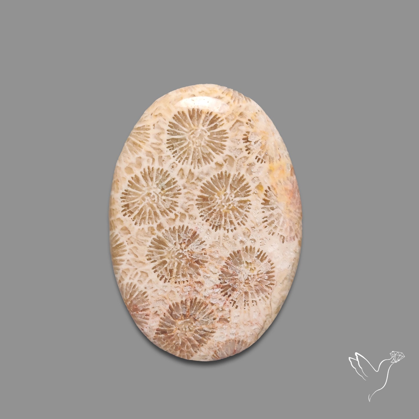 Fossil Coral Cabochon