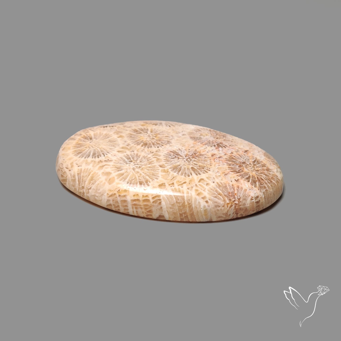 Fossil Coral Cabochon