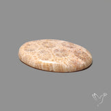 Fossil Coral Cabochon