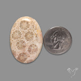 Fossil Coral Cabochon