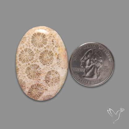 Fossil Coral Cabochon