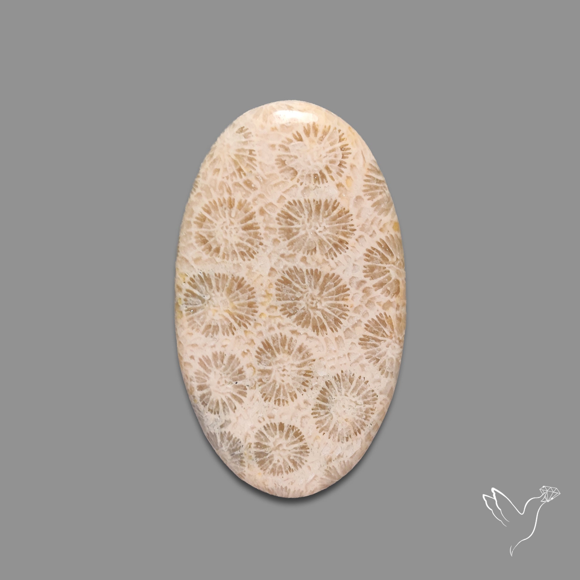 Fossil Coral Cabochon
