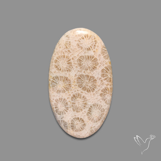 Fossil Coral Cabochon