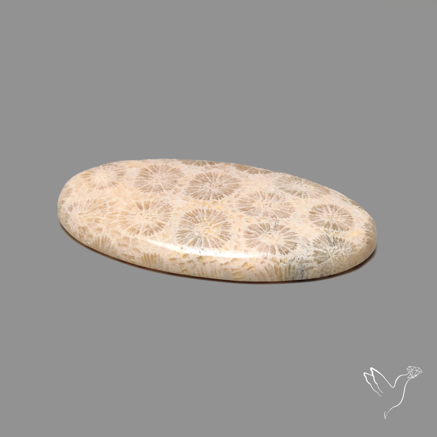 Fossil Coral Cabochon