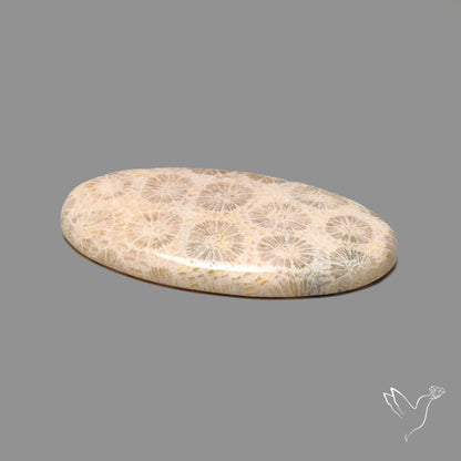 Fossil Coral Cabochon