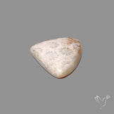 Fossil Coral Cabochon