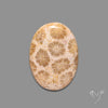 Fossil Coral Cabochon