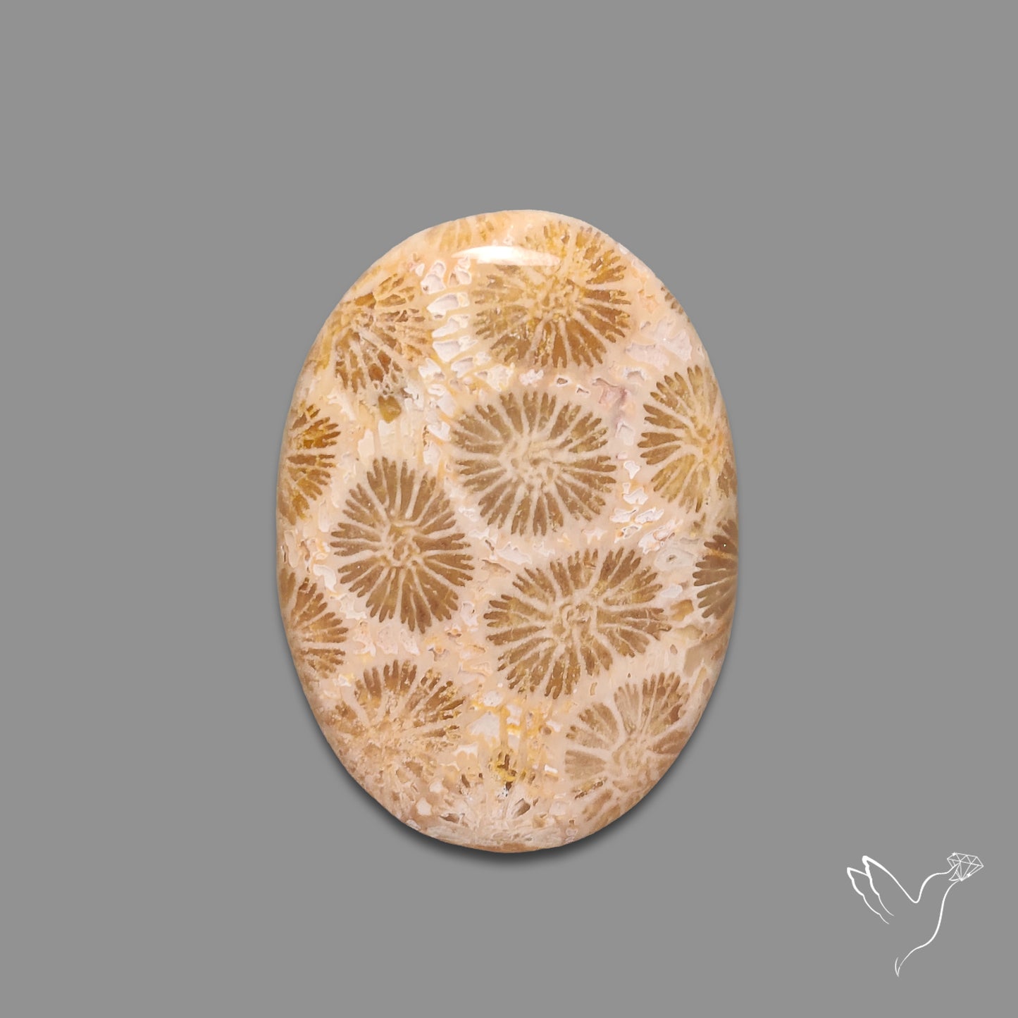 Fossil Coral Cabochon