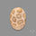 Fossil Coral Cabochon