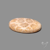 Fossil Coral Cabochon