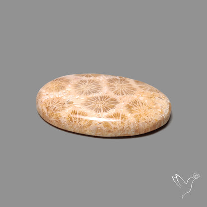 Fossil Coral Cabochon