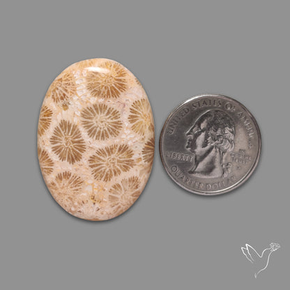 Fossil Coral Cabochon