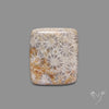 Fossil Coral Cabochon