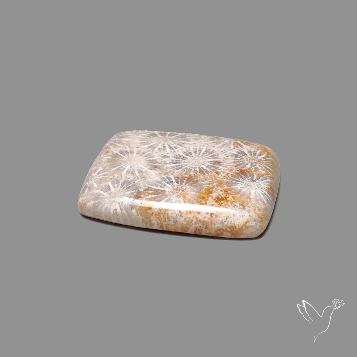 Fossil Coral Cabochon