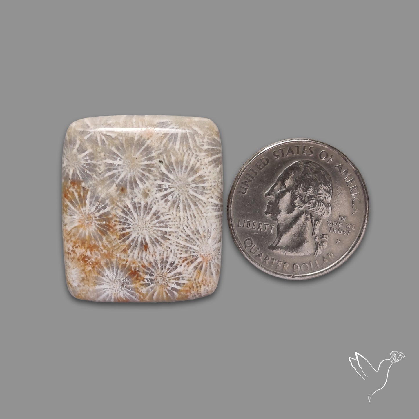 Fossil Coral Cabochon
